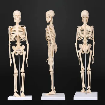 45 см 20 см Анатомическая анатомия Модель скелета человека Медицинское Учебное пособие Анатомическая модель скелета Оптом и в розницу Опционально Можно использовать САМОСТОЯТЕЛЬНО