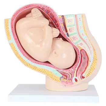 Сагиттальная анатомическая модель женской беременности с эмбриональной моделью эмбриональной анатомии женских органов малого таза на 40 неделе развития плода